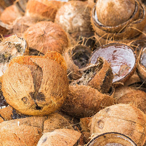 Coconut Shell